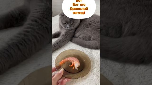 Кот есть креветки!#животные #animals #смешныекошки #funnyvideo #приколы #shorts #shortsvideo смотреть онлайн