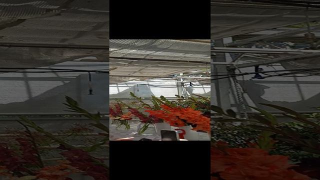Выставка гладиолусов - 2 смотреть онлайн