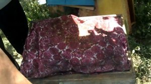 Вывод маток методом подрезки сотов