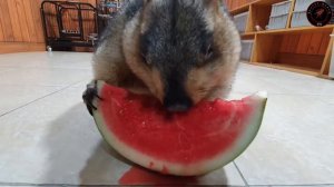 сурок ест арбуз