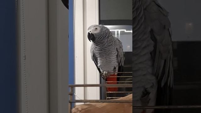 Не грози Африканскому попугаю / жако Эврика попугай смотреть онлайн