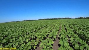 Подкормка Подсолнечника Бором,Гуматом с микроэлементами/Внесение Бора на Подсолнечник/Подкорм Бором