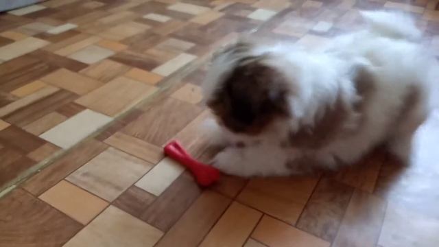 Щенок Ши-тцу 2 месяца Знакомство с детьми смотреть онлайн