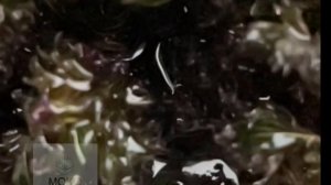 Мацерация трав. Горный чабрец или тимьян ползучий