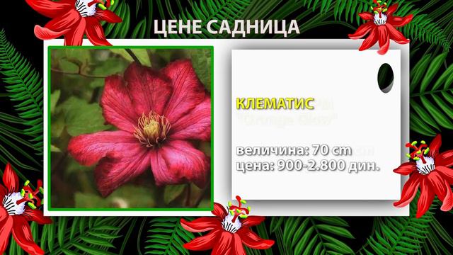Cvetni kutak ep. 65 04.02.2021. Preterano zalivanje, kareksi, leukote, Park Ćirila i Metodija смотреть онлайн