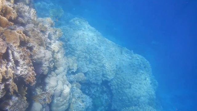 Риф отеля Санрайз даймонд бич резорт, подводный мир, мурена, Sunrise Diamond Beach Resort reef смотреть онлайн