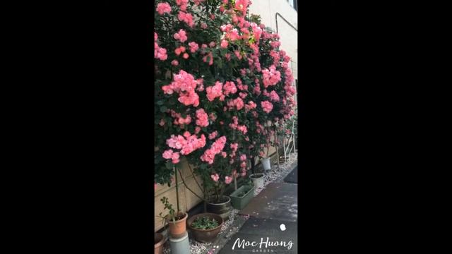 eden rose смотреть онлайн