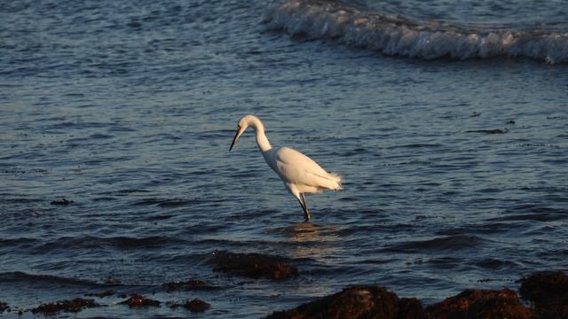 Picture Reel from the Canon XC10 смотреть онлайн
