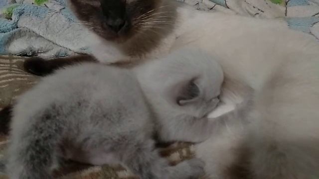 100% ми-ми-ми, что скажите, мило смотреть онлайн