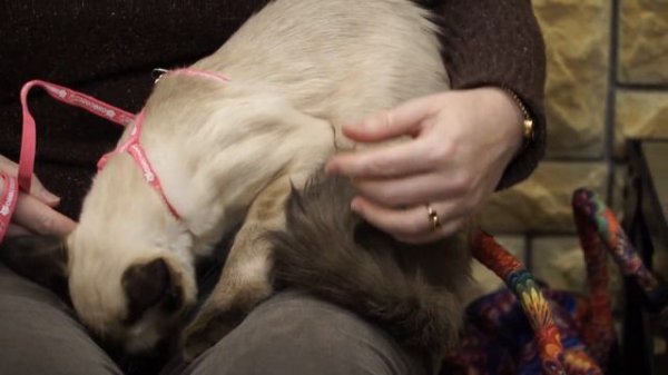 Балинез. Балийская порода кошек.