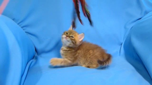 Кот Gentle Grace Yukon SFS 71 by 24 смотреть онлайн