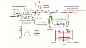 Нервно-мышечный синапс. Скелетная мышца