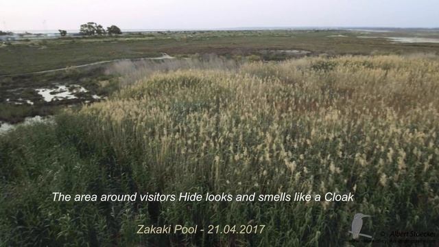 Akrotiri Zakaki Marsh – any future as bird habitat???? смотреть онлайн