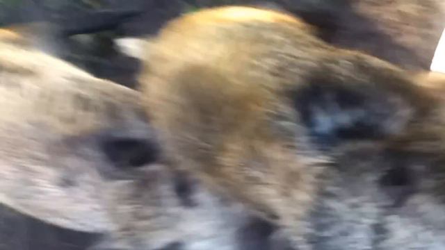 кабаны смотреть онлайн