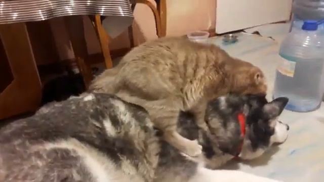 Как появился котопёс