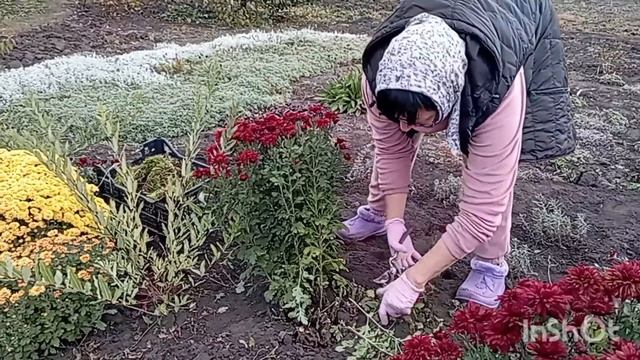 Зимовка хризантем в открытом грунте. Как сохранить хризантемы зимой. смотреть онлайн