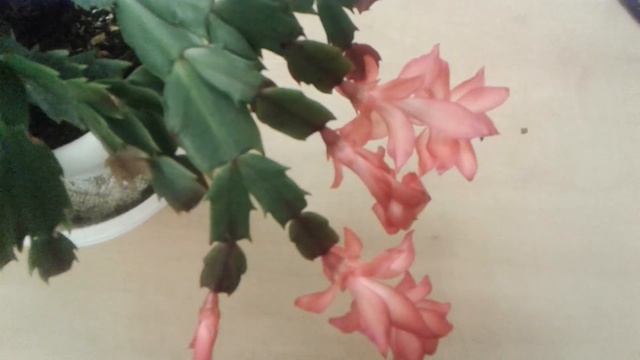 Секрет многоразового цветения шлюмбергеры (декабриста) смотреть онлайн
