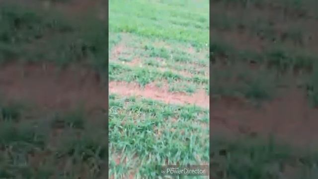 Хороший коп, в подмосковье смотреть онлайн