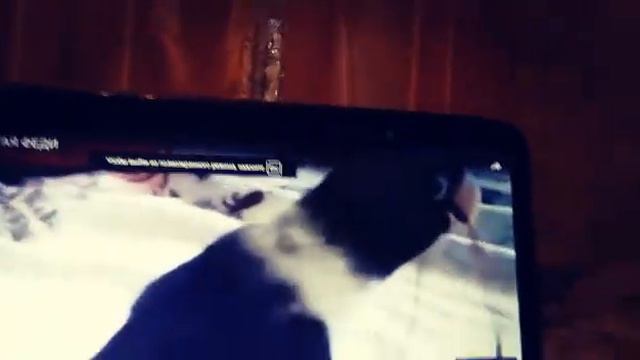 #попугай. Попугай Федя любит смотреть свои видео смотреть онлайн
