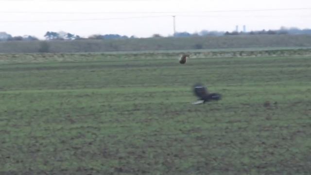 Провальные Битвы и Атаки Животных смотреть онлайн