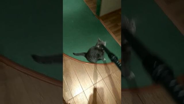 Не все коты боятся пылесоса. смотреть онлайн