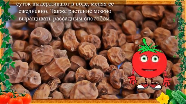 ЗЕМЛЯНОЙ МИНДАЛЬ В ВАШЕМ ОГОРОДЕ! смотреть онлайн