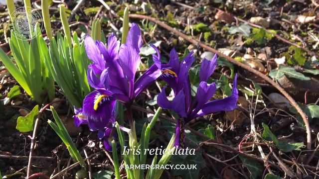 Iris reticulata (blue) - FarmerGracy.co.uk смотреть онлайн