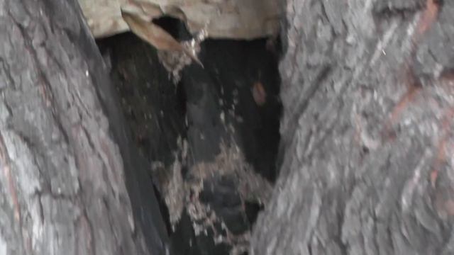 Осмотр храмового пруда и дупла шершней и ос, где их выжигали. 06. 09. 2016 смотреть онлайн
