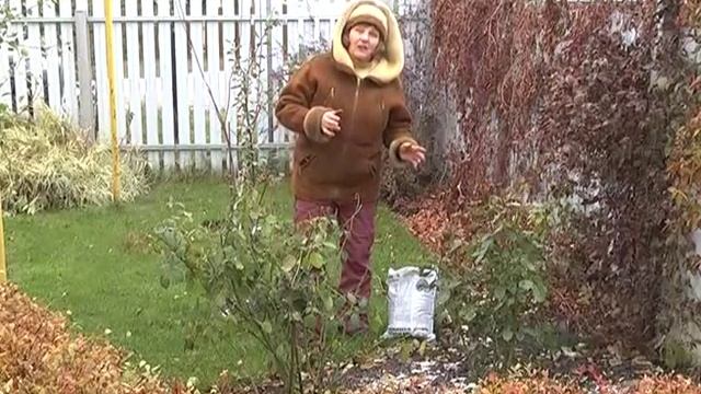 Дачные советы 10.11.2016. Подготовка деревьев и кустарников к зиме. Светодиодные лампы