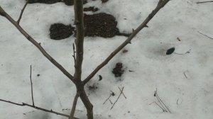 Формирующая обрезка трехлетнего саженца груши.