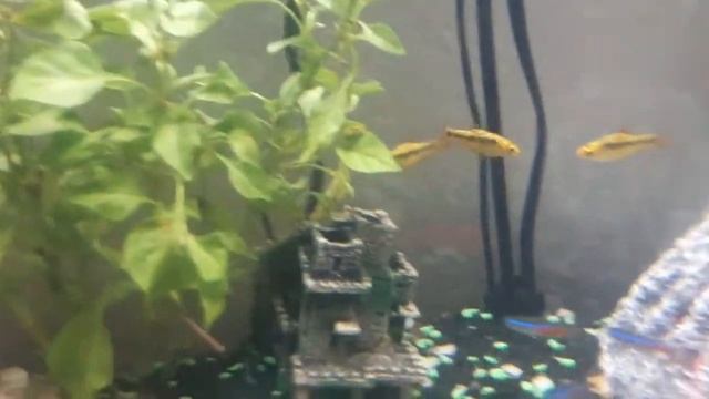 Golden Barbs + Tankmates смотреть онлайн
