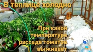 Холодно в теплице.При какой температуре рассада томатов выживает.Как подогреваем.