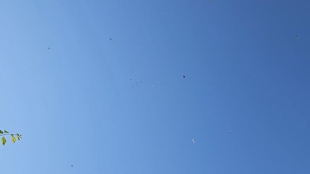 Голуби Птичий рынок г Беслан - И... смотреть онлайн