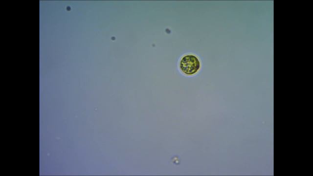 Вольвокс. under microscope смотреть онлайн