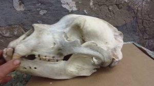 Череп медведя с неправильным прикусом, часть - 1. 2023г.
