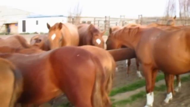 Казачий конный завод 2016г.р. смотреть онлайн