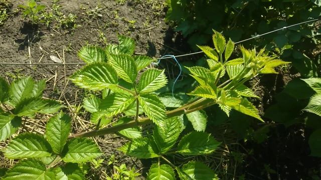 Почему не выходят побеги замещения на ежевике? смотреть онлайн