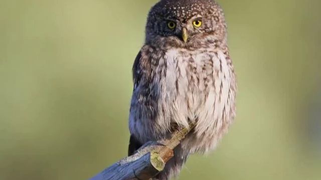 Glaucidium passerinum (Eurasian Pygmy Owl) 5.Untypical call of the disturbed male смотреть онлайн