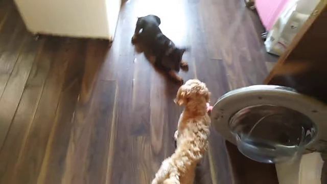 Щенок добермана и какапу. БОНЯ И ДЖЕСИ! смотреть онлайн