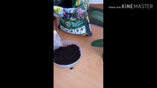 Фикус Бенгаленсис Одри гүлінің күтімі.Фикус одри туралы.Фикус одри гулин калай кутемиз? смотреть онлайн