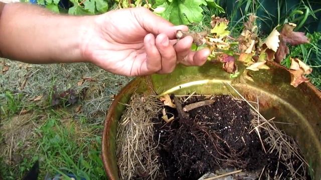 ??Почему засох саженец винограда? Почему сохнут саженцы винограда? Виноград смотреть онлайн