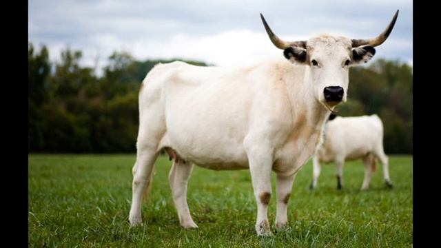 Новогодние волшебные страницы смотреть онлайн