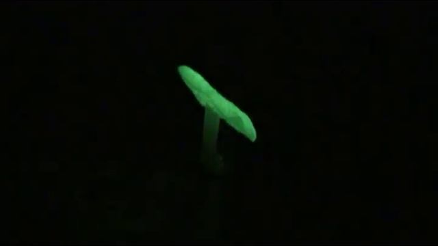 Light emitting mushrooms смотреть онлайн