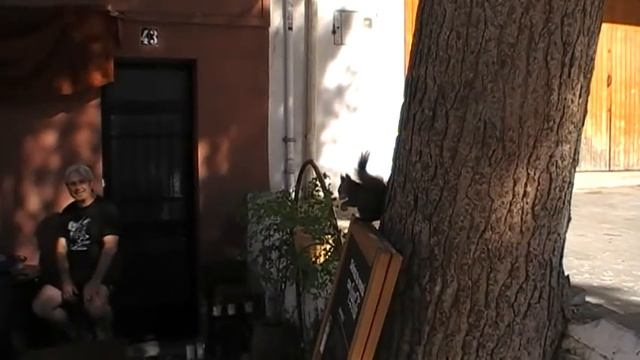 В городе Sagunto по улицам бегают белки. смотреть онлайн