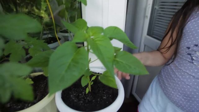 Огород на болконе