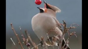 Свиристель. Как поет и интересные факты