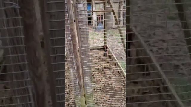 Nathan Jumper (Jumper Game Farm) ????? смотреть онлайн