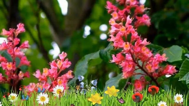 Каштан мясо-красный Бриоти ? Обзор: посадка и уход. крупномеры каштана: описание и особенности смотреть онлайн