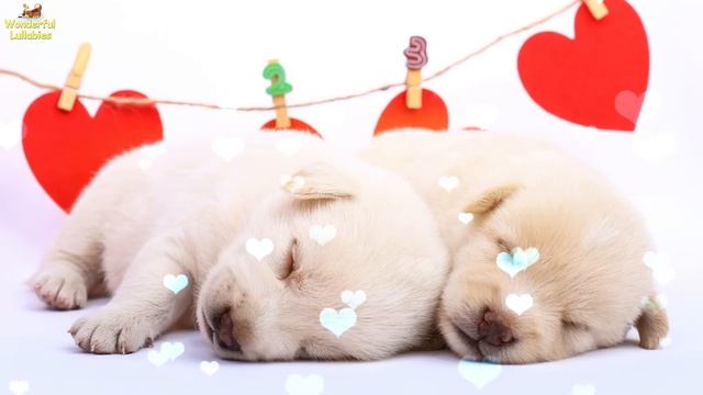 Soft Relaxing Sleep Music For Puppies ♫ Calm Relax Your Labrador Dog ♥ Lullaby For Pets Animal Musi смотреть онлайн