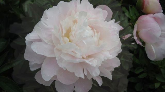 Пион Юбилейный ГБС / Peony Yubilejnyj GBS. Пионы Н.С. Красновой.